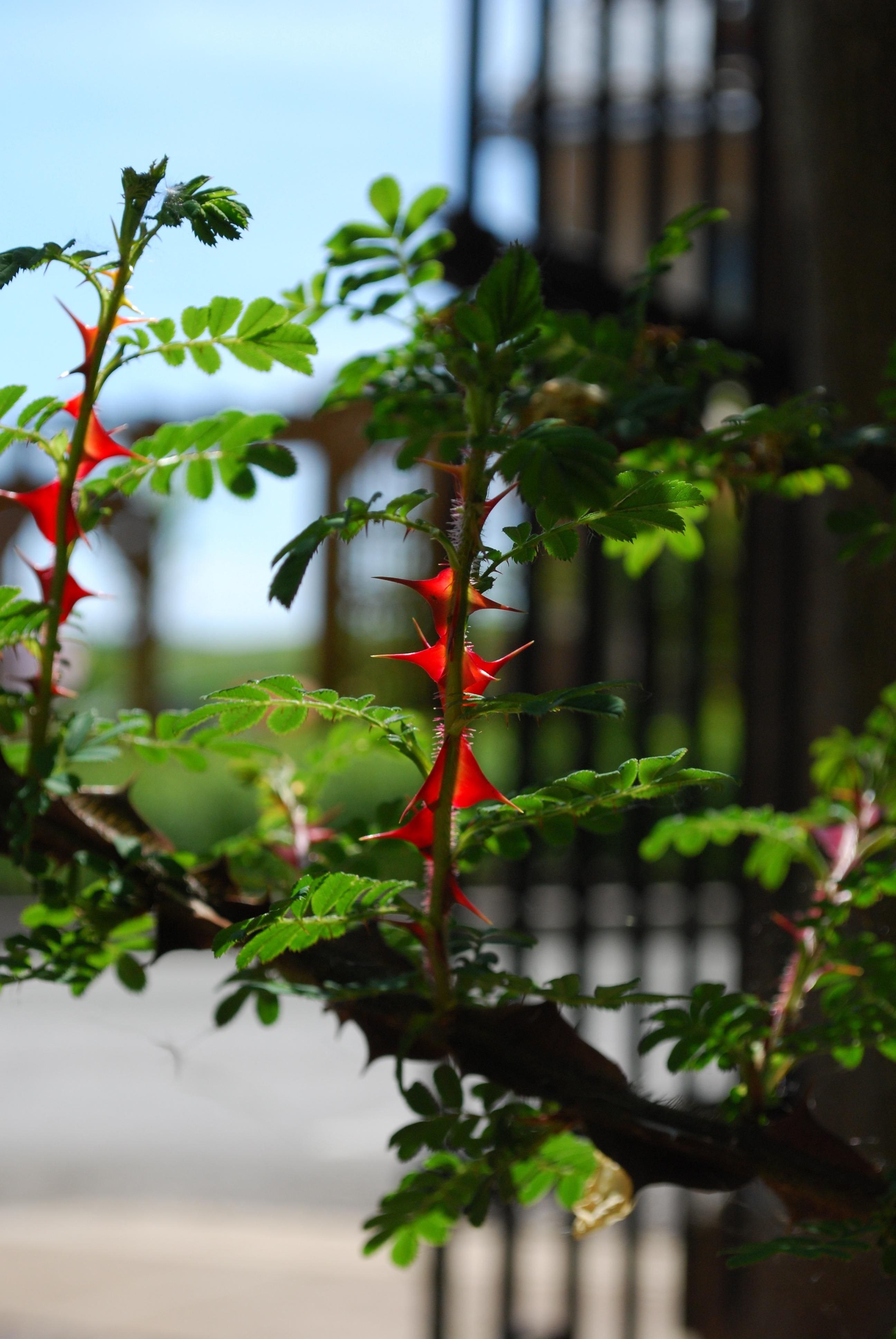 Rosa omeiensis 'Ptaracantha' růže omejská trny